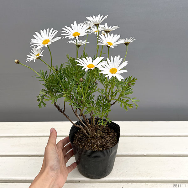 マーガレット:サワーリップル4.5号ポット