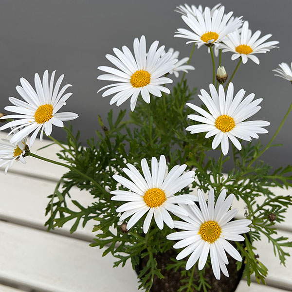 マーガレット:サワーリップル4.5号ポット