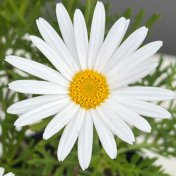 マーガレット:サワーリップル4.5号ポット