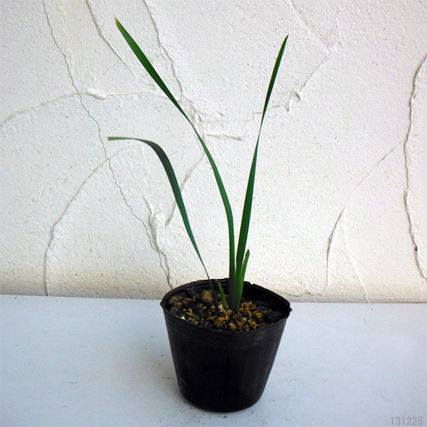 アヤメ:寒咲きアヤメ3.5号ポット