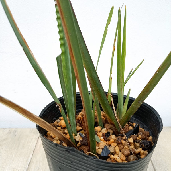 アヤメ:寒咲きアヤメ3.5号ポット