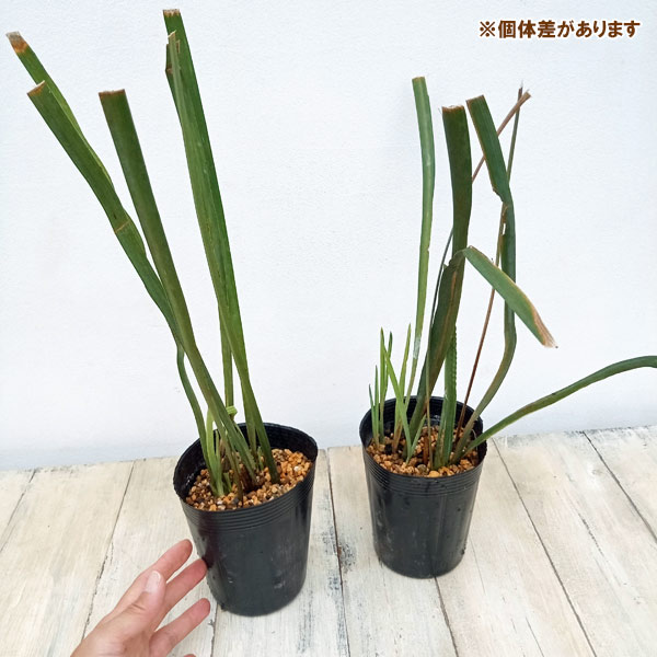 アヤメ:寒咲きアヤメ3.5号ポット