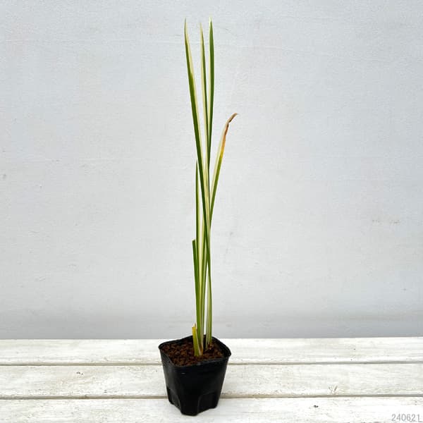 水生植物:フイリニオイショウブ3号ポット