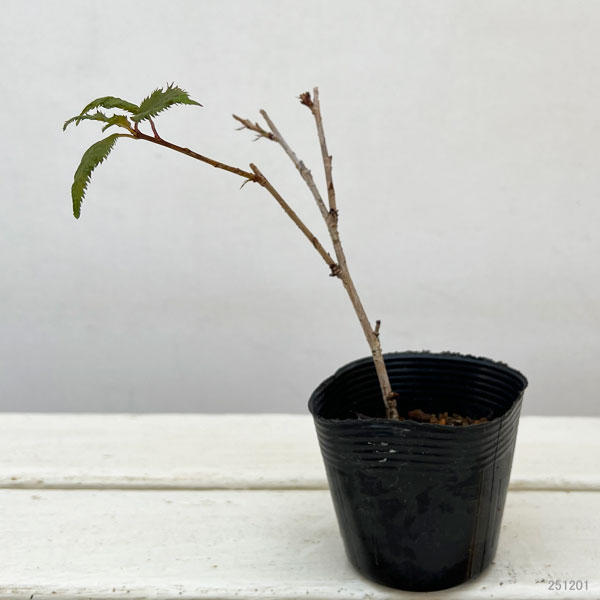 フジザクラ：さきがけ2.5号ポット