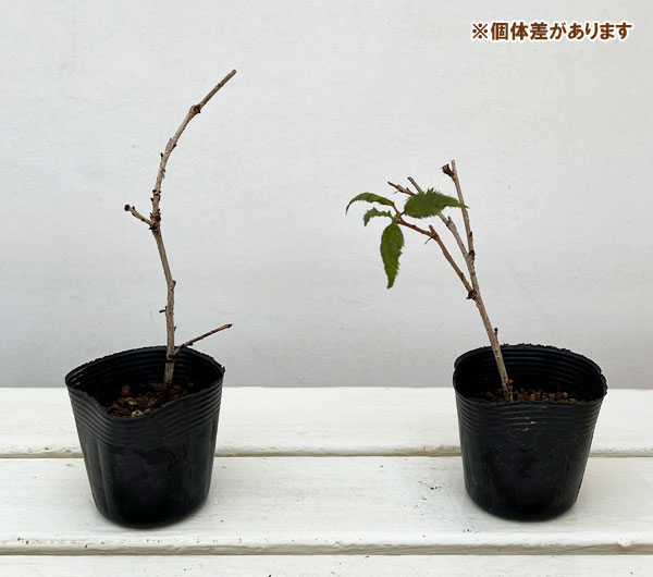 フジザクラ：さきがけ2.5号ポット