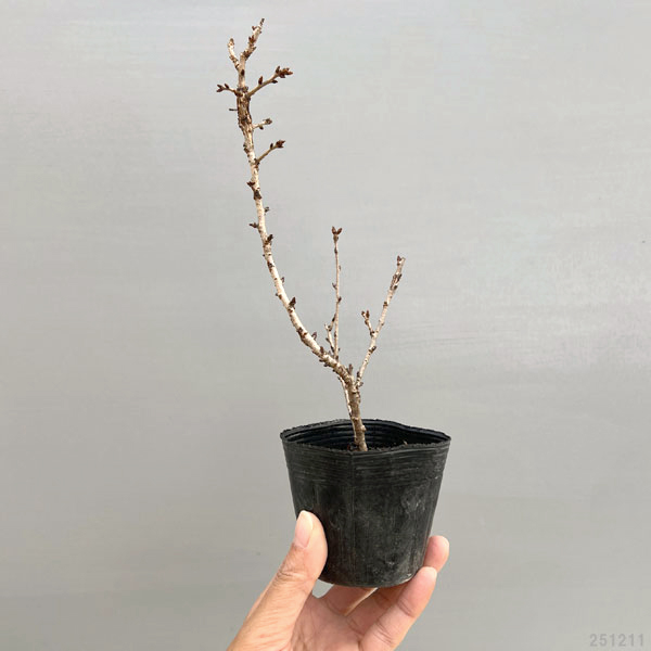 フジザクラ：淋宝2.5-3号ポット