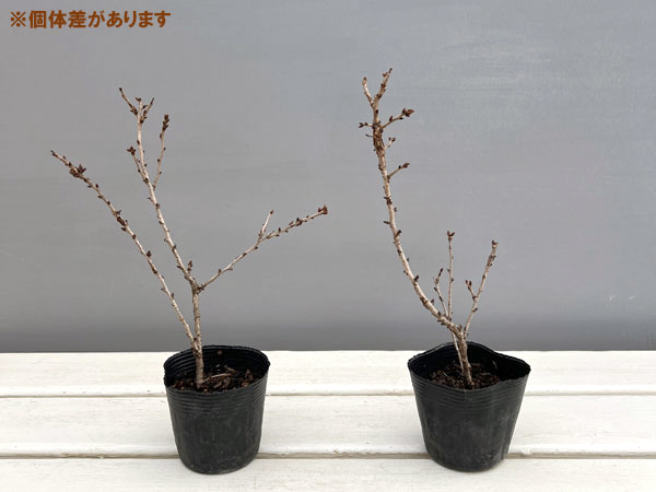 フジザクラ：淋宝2.5-3号ポット