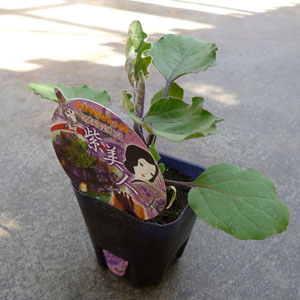 ナス：紫美人（ゆかりびじん）3号ポット20株セット