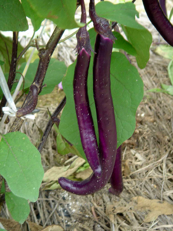 ナス：紫美人（ゆかりびじん）3号ポット20株セット