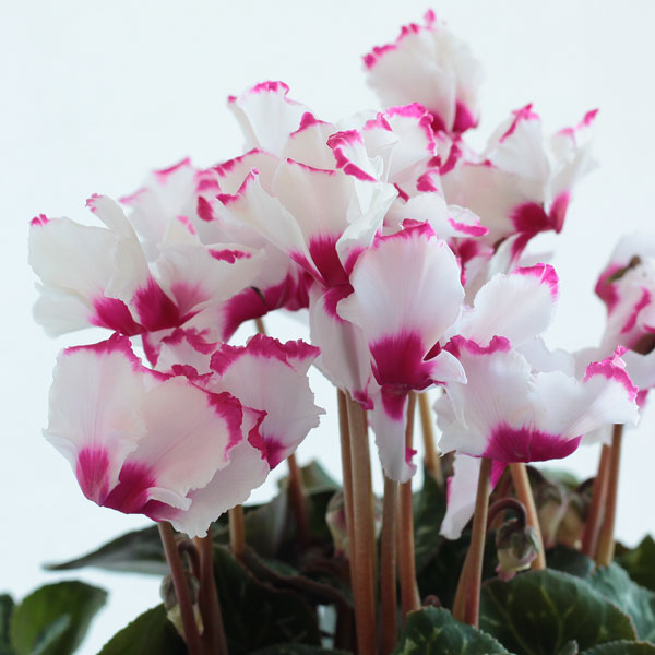 シクラメン：ビクトリア 5号植えカゴ付き