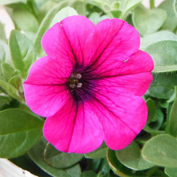 ♥超希少♥ペチュニア　ダーリン♥花色変化が大人気♥ 3号ポットごと発送 園芸ネット本店｜ペチュニア：ダーリン3号ポット の通販【公式】