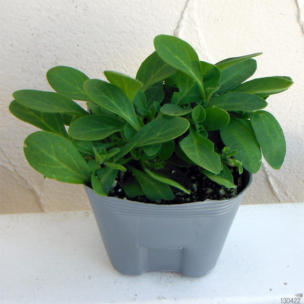 ペチュニア：サルサミックス レッド＆ピュアホワイト3.5号ポット 3株セット