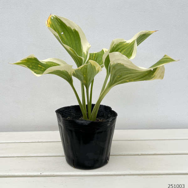 ギボウシ(ホスタ・大型種):リバティー5号ポット