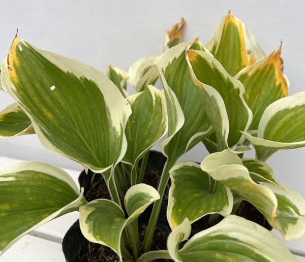 ギボウシ(ホスタ・大型種):リバティー5号ポット