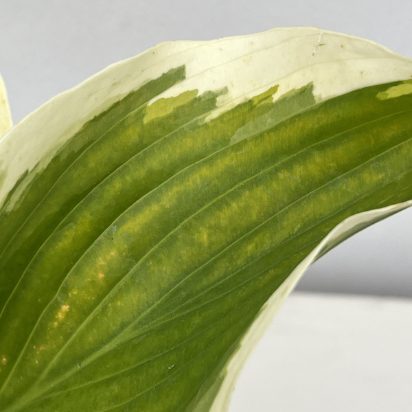 ギボウシ(ホスタ・大型種):リバティー5号ポット