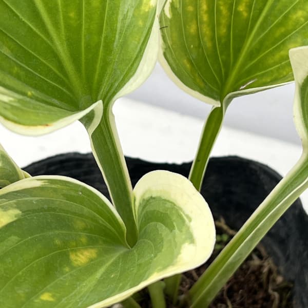 ギボウシ(ホスタ・大型種):リバティー5号ポット