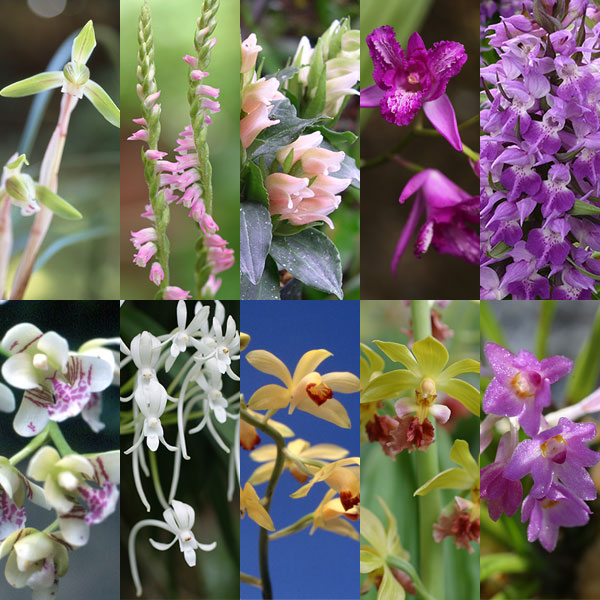 [送料無料]野生ラン10種セット・草の友3リットル付