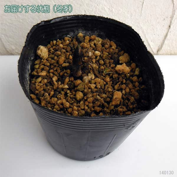 [送料無料]野生ラン10種セット・草の友3リットル付