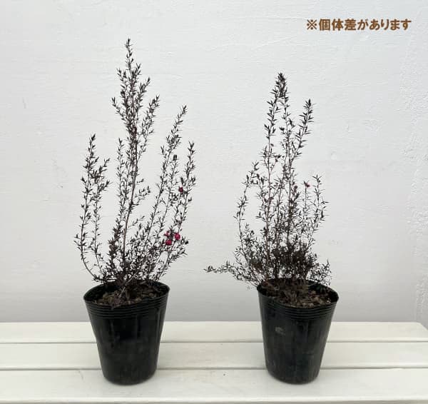 ギョリュウバイ：赤花八重4号ポット