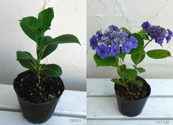 ㊿PVPアジサイ「おはよう」10.5cmポット KAMOセレ ラベル付き正規品 ㊿PVPアジサイ「おはよう」10.5cmポット KAMOセレ ラベル付き正規品