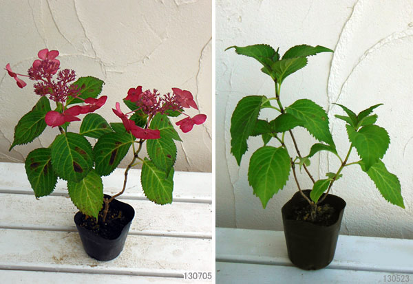 アジサイ：火渡り3.5号ポット