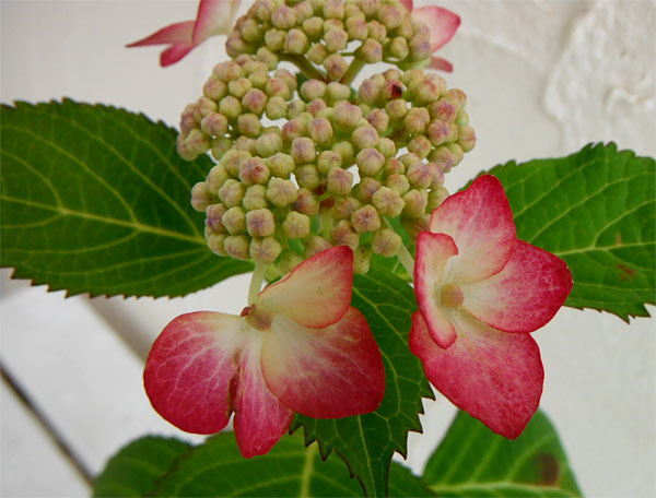 アジサイ：火渡り3.5号ポット