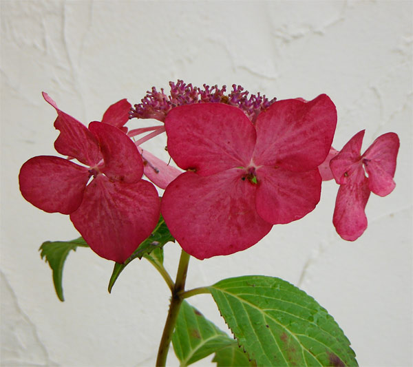 アジサイ：火渡り3.5号ポット