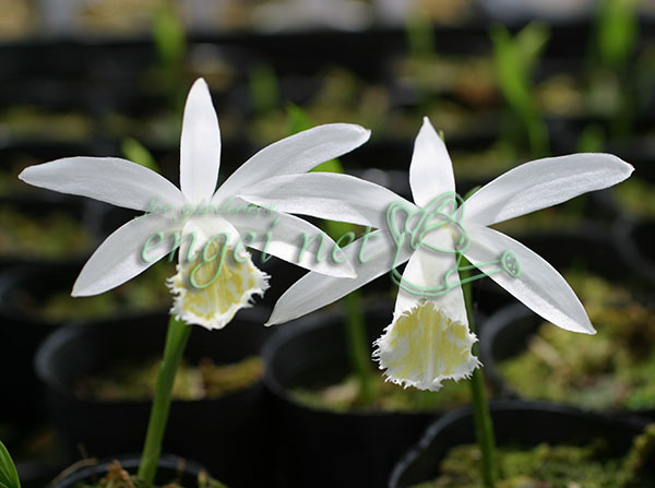 トキソウ：白花台湾大輪とき草2.5-3号ポット