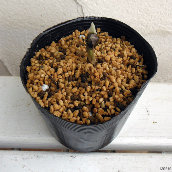 フクジュソウ(福寿草):秩父真紅(チチブシンク)実生2.5号ポット