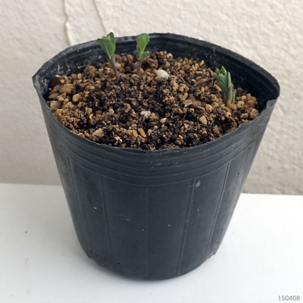 [26年3月中下旬予約]アポイキキョウ3.5号ポット