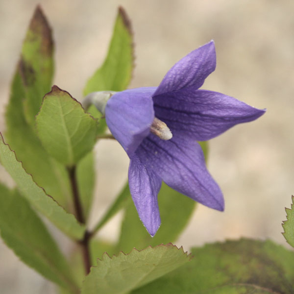 [26年3月中下旬予約]アポイキキョウ3.5号ポット