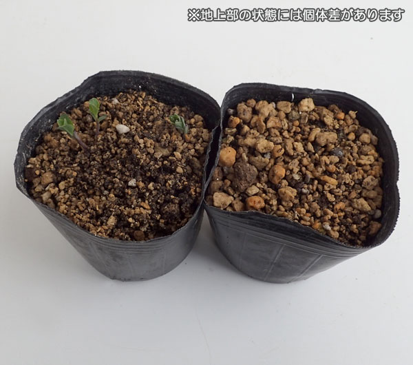 [26年3月中下旬予約]アポイキキョウ3.5号ポット