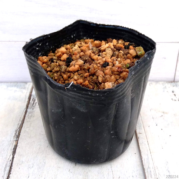 [26年3月中下旬予約]アポイキキョウ3.5号ポット