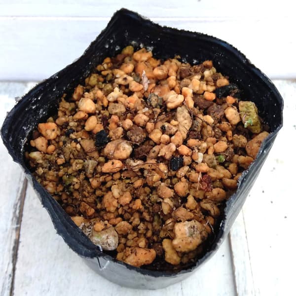 [26年3月中下旬予約]アポイキキョウ3.5号ポット