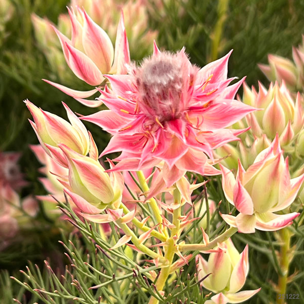 セルリア（ジョーイセルリア）：プリティピンク5号鉢植え