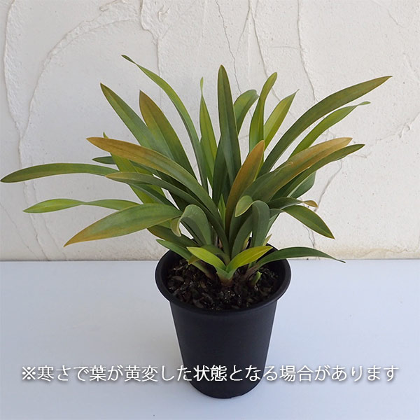 みつばち蘭の苗3種セット（蘭用液肥付き）