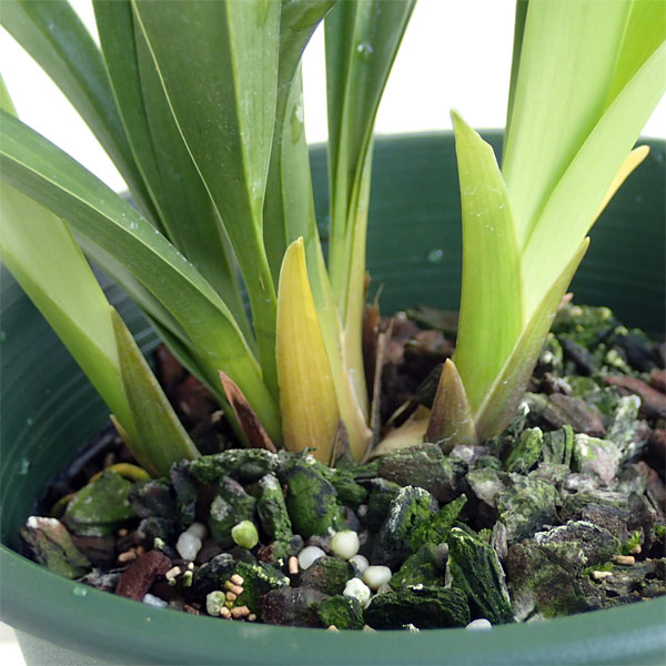 みつばち蘭の苗3種セット（蘭用液肥付き）