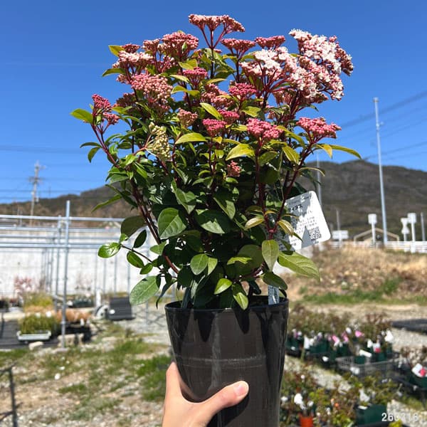 園芸ネット本店｜ビバーナム：ティヌス5号鉢植え の通販【公式】