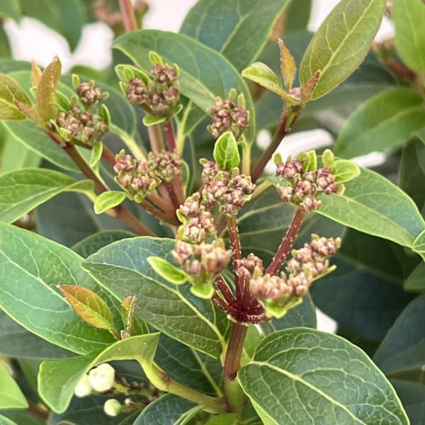 ビバーナム：ティヌス5号鉢植え