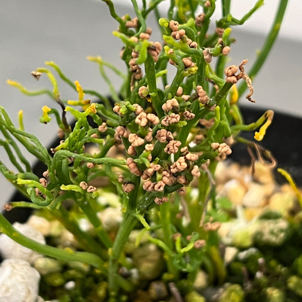 マツバラン:錦糸折鶴(キンシオリヅル)3.5号鉢植え