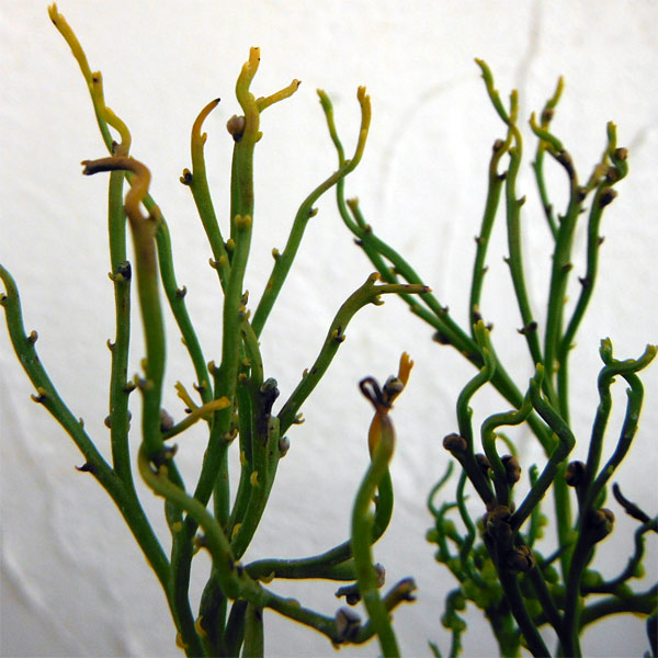 マツバラン:錦糸折鶴(キンシオリヅル)3.5号鉢植え