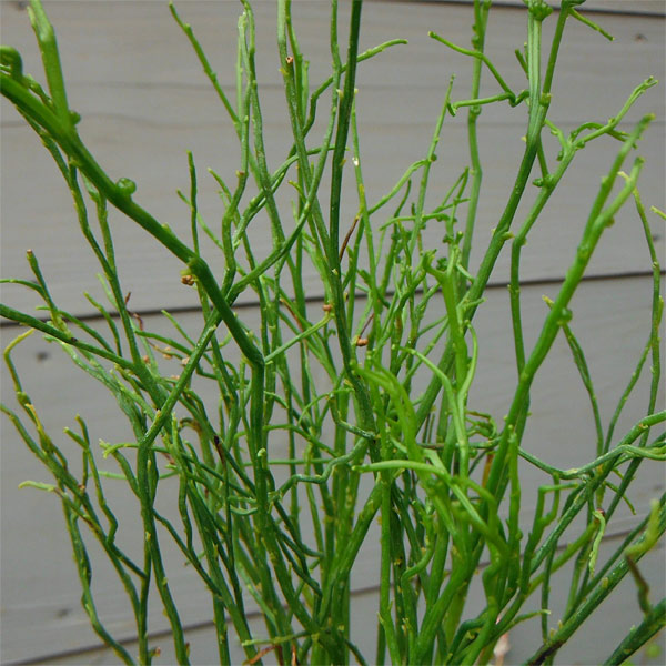 マツバラン:錦糸折鶴(キンシオリヅル)3.5号鉢植え