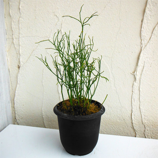マツバラン:錦糸折鶴(キンシオリヅル)3.5号鉢植え