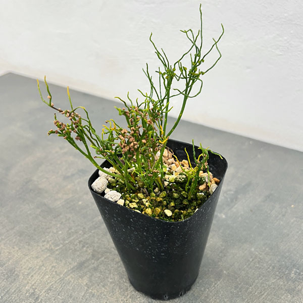 マツバラン:錦糸折鶴(キンシオリヅル)3.5号鉢植え