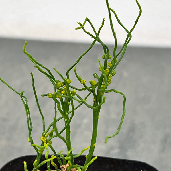 マツバラン:錦糸折鶴(キンシオリヅル)3.5号鉢植え