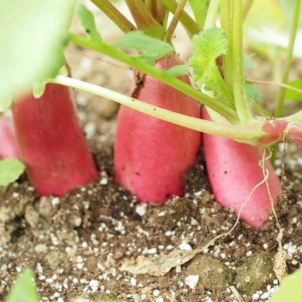 野菜の種：有機種子　紅白セミロングタイプ二十日大根[野菜タネ][ハツカダイコンのタネ]