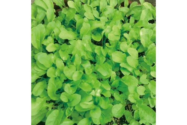 野菜の種：有機種子　ロケットサラダ（ルッコラ）[野菜タネ]