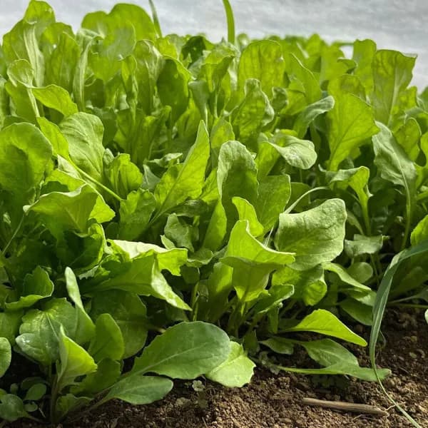 野菜の種：有機種子　ロケットサラダ（ルッコラ）[野菜タネ]