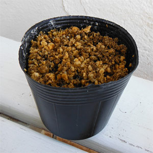 [26年2月中下旬予約]ユリ：マツバユリ2.5～3号ポット