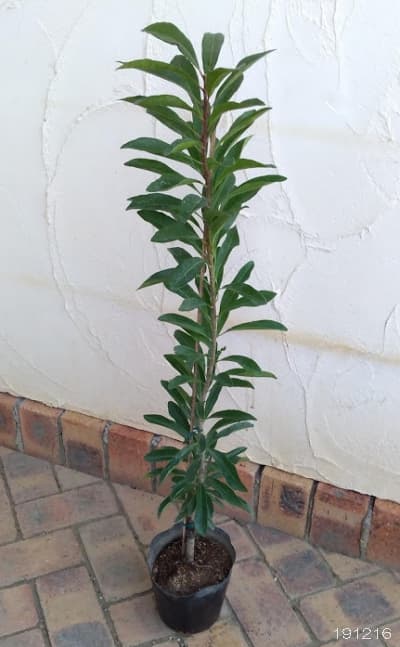 ヤマモモ（山桃）：白桃（しろもも）5号ポット